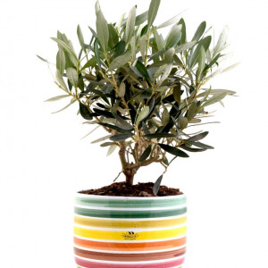 BONSAI DI OLIVO IN VASO MURAGLIA (U)